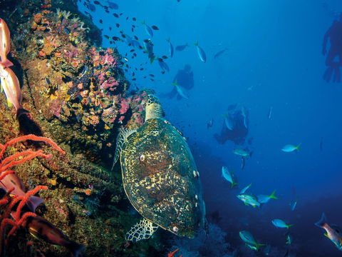 SS Yongala Dive Site - Hotel VIC 0