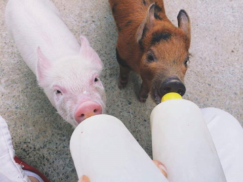 Swan Valley Cuddly Animal Farm - Hotel VIC 0