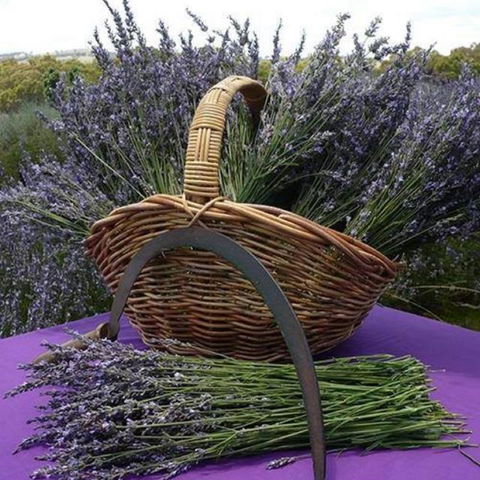 Rustique Lavender Farm - Hotel VIC 0