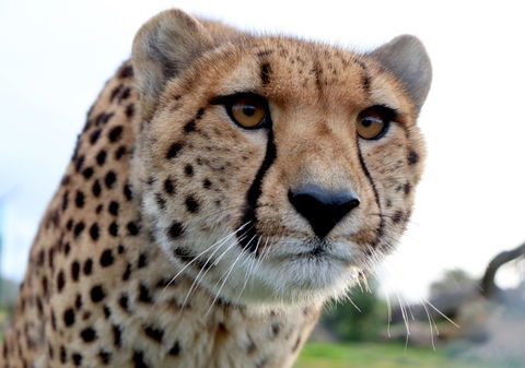 Tasmania Zoo - Hotel VIC 0