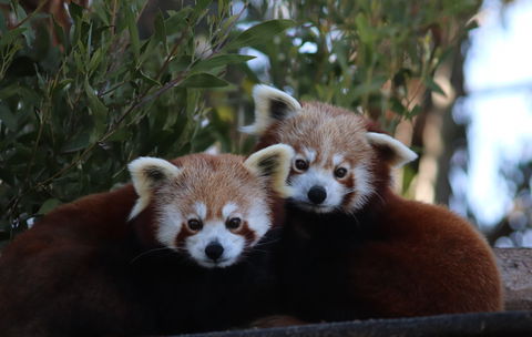 Tasmania Zoo - Hotel VIC 1