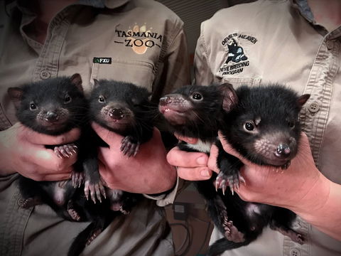 Tasmania Zoo - Hotel VIC 2