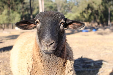 Haigslea EWE Nique Hobby Farm - Hotel VIC 2