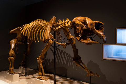 Megafauna Central - Hotel VIC 1