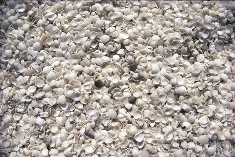 Shell Beach - Hotel VIC 0