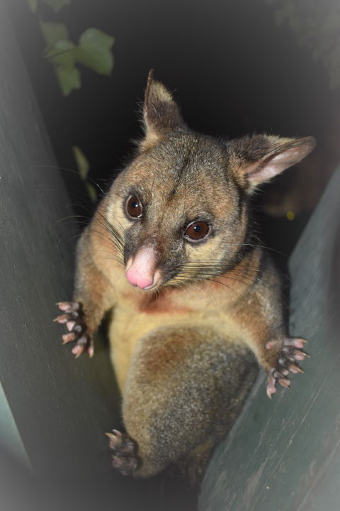 Umpherston Possum Tours - Hotel VIC 1