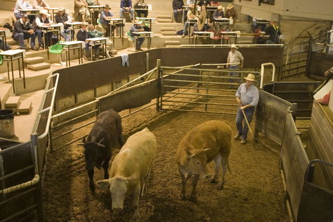 Wagga Wagga Livestock Marketing Centre - Hotel VIC 0