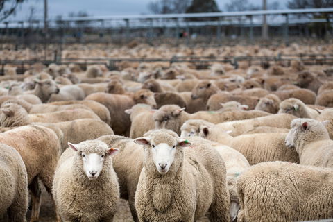 Wagga Wagga Livestock Marketing Centre - Hotel VIC 1