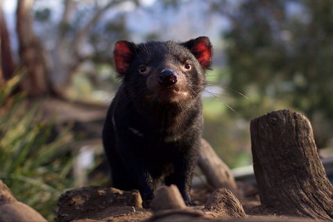 Bonorong Wildlife Sanctuary - Hotel VIC 0