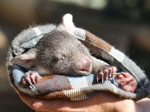 Bonorong Wildlife Sanctuary - Hotel VIC 2