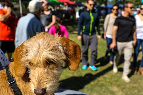 Burleigh Art And Craft Markets - Hotel VIC 2