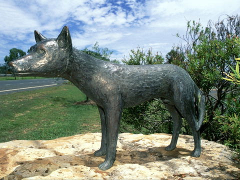 Dingo Statue - Hotel VIC 0