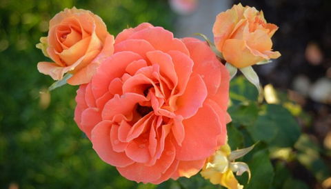Mornington Botanical Rose Gardens - Hotel VIC 1