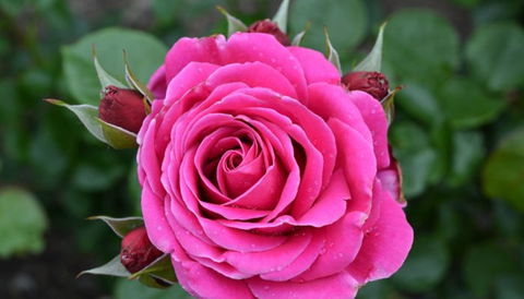 Mornington Botanical Rose Gardens - Hotel VIC 2