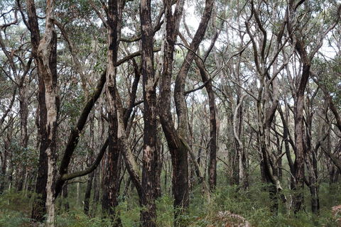 Lookout Hill  Circuit Walk - Hotel VIC 0