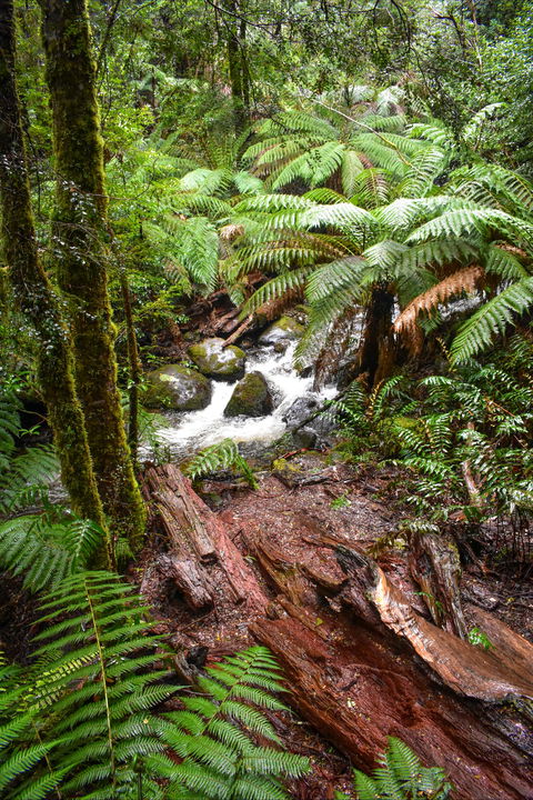 Yarra Ranges National Park - Hotel VIC 2