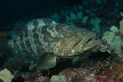 Wolf Rock Dive Site - Hotel VIC 1