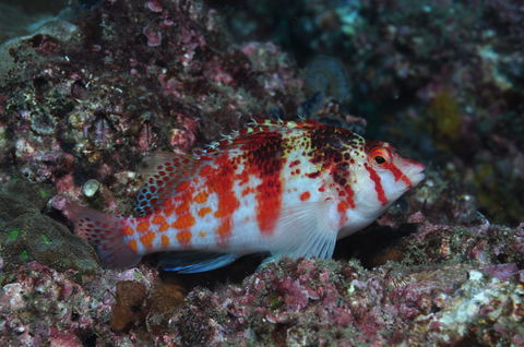 Wolf Rock Dive Site - Hotel VIC 2