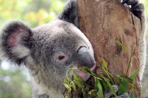 Private 10-hour Tour To Blue Mountains From Sydney - Hotel Pick Up & Drop Off - Hotel VIC 2