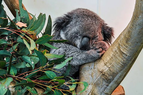 Blue Mountains Highlights, Wildlife Park And Scenic World Full Day Private Tour - Hotel VIC 1