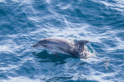All Inclusive Dolphin And Tangalooma Wrecks Cruise - Hotel VIC 5