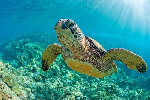 All Inclusive Dolphin And Tangalooma Wrecks Cruise - Hotel VIC 6