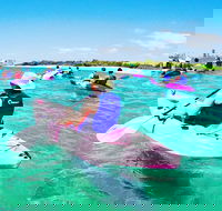 Half Day Dolphin Kayaking and Snorkeling Tour - Hotel VIC