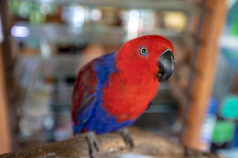 Daintree Rainforest, Cape Tribulation And Bloomfield Track Small Group Tour - Hotel VIC 14