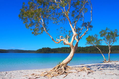 Fraser Island 4WD Tour From Rainbow Beach - Hotel VIC 1