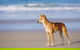 Fraser Island 4WD Tour From Rainbow Beach - thumb 0