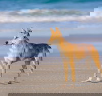 Fraser Island 4WD Tour from Rainbow Beach - Hotel VIC