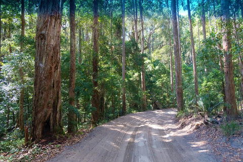 Fraser Island 4WD Tour From Rainbow Beach - Hotel VIC 4