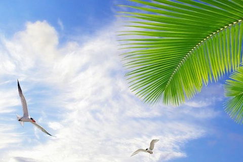 Airport Transfer - Mission Beach To Cairns Airport - Hotel VIC 4