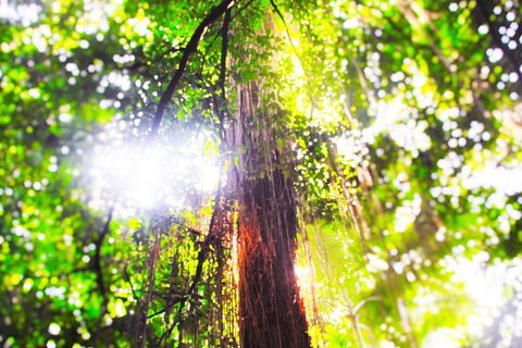 Airport Transfer - Mission Beach To Cairns Airport - Hotel VIC 1