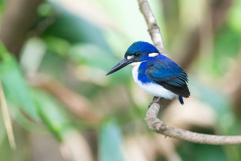 Daintree River Sunset Cruise - Hotel VIC 10
