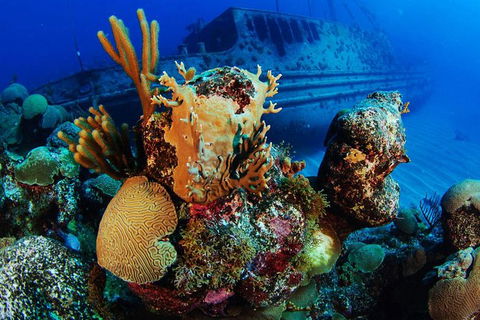 PADI Diving Courses On The Gold Coast - Hotel VIC 3
