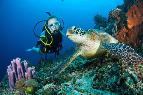 PADI Diving Courses On The Gold Coast - Hotel VIC 1