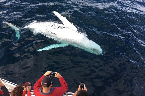 PRIVATE Whale Watching Tour - Up To 11 People In Your Group - Hotel VIC 1