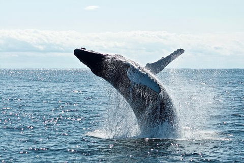 PRIVATE Whale Watching Tour - Up To 11 People In Your Group - Hotel VIC 0