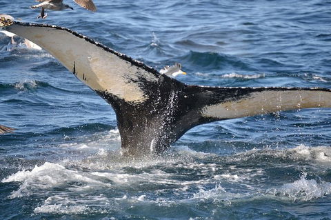 PRIVATE Whale Watching Tour - Up To 11 People In Your Group - Hotel VIC 2