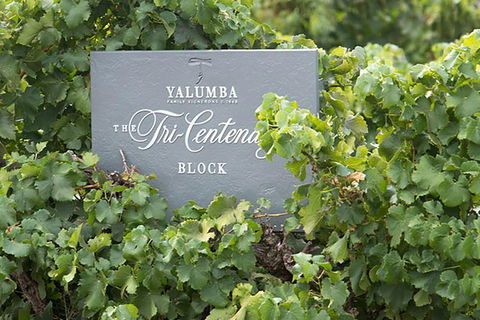 Yalumba Nursery & Grenache Discovery Tour + Platter Lunch - Hotel VIC 0
