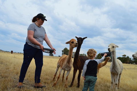 Alpaca Farm Tours With Toffeemont - Hotel VIC 4
