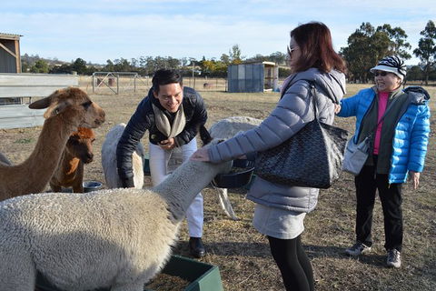 Alpaca Farm Tours With Toffeemont - Hotel VIC 2