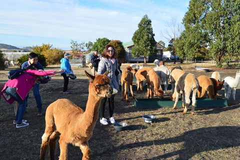 Alpaca Farm Tours With Toffeemont - Hotel VIC 5