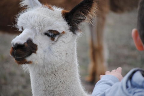 Alpaca Farm Tours With Toffeemont - Hotel VIC 1