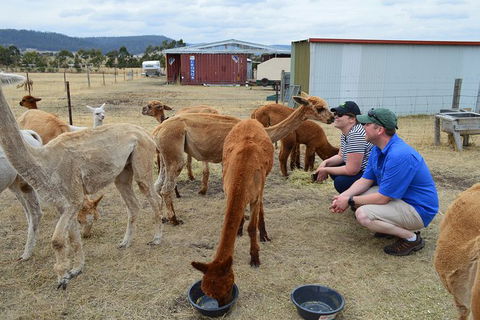 Alpaca Farm Tours With Toffeemont - Hotel VIC 3