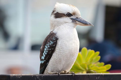 PRIVATE Great Ocean Road Tour And 12 Apostles With Wildlife Spotting - Hotel VIC 9