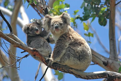 LGBT+ Friendly 2 Day Private Tour Great Ocean Road + Phillip Island - Hotel VIC 1