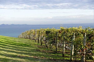 Winery Tours â€“ Mornington/Yarra Valley/Bellarine/Macedon Ranges - Up to 11 Pax