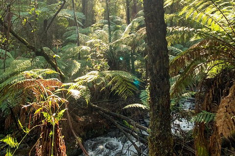 Hiking Tour To Aqueduct And Warburton Valley Lookout - Hotel VIC 3